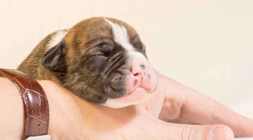 Top Tips for Grooming Your Pup! Blog04 Free Img